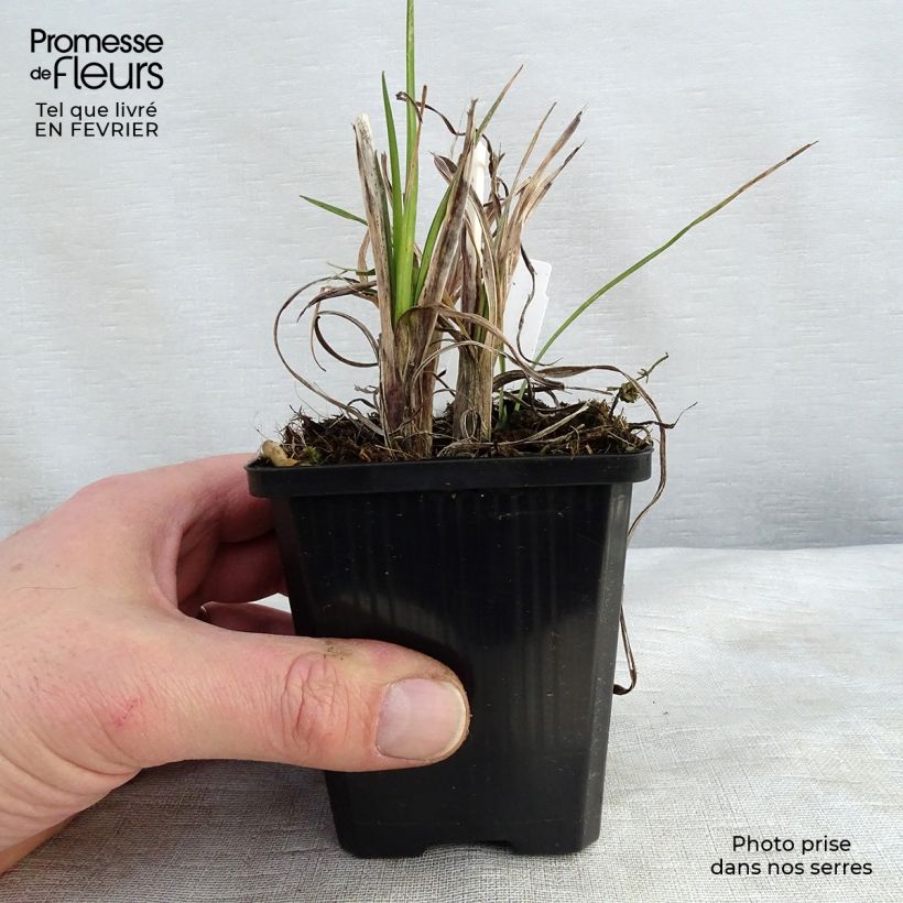 Kniphofia Mango Popsicle Maceta de 8/9 cm Ejemplar entregado en invierno