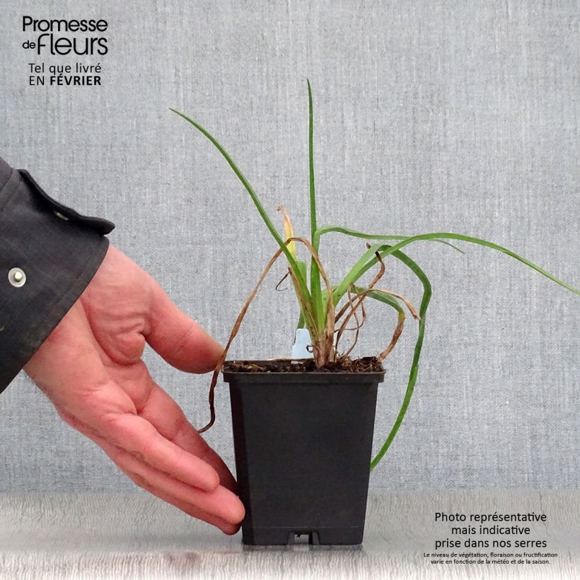 Kniphofia uvaria Nancy's Red Maceta de 8/9 cm Ejemplar entregado en invierno