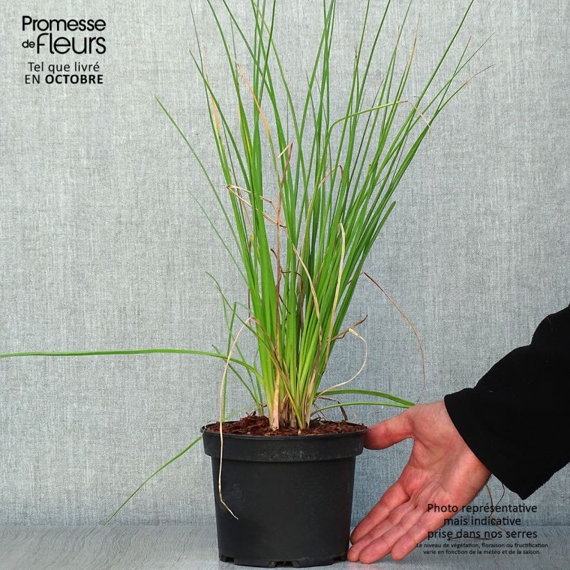 Ejemplar de Kniphofia uvaria Nancy's Red Maceta 2L/3L entregado en otoño
