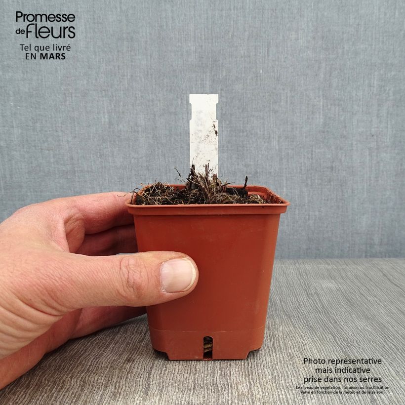 Kniphofia Papaya Popsicle Maceta de 8/9 cm Ejemplar entregado en invierno