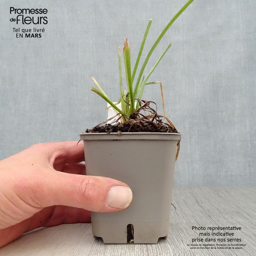 Kniphofia Papaya Popsicle Maceta de 8/9 cm Ejemplar entregado en la primavera