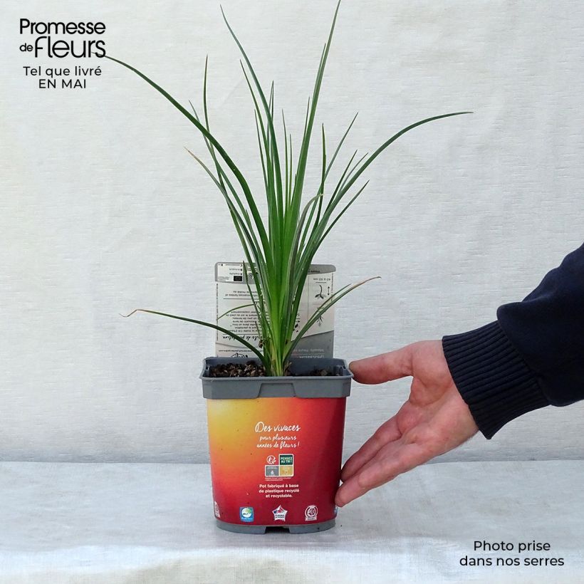 Kniphofia Papaya Popsicle Maceta 2L/3L Ejemplar entregado en la primavera