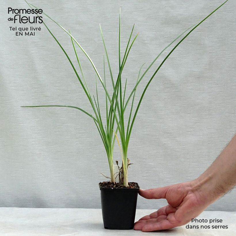 Kniphofia Pineapple Popsicle Maceta de 8/9 cm Ejemplar entregado en la primavera