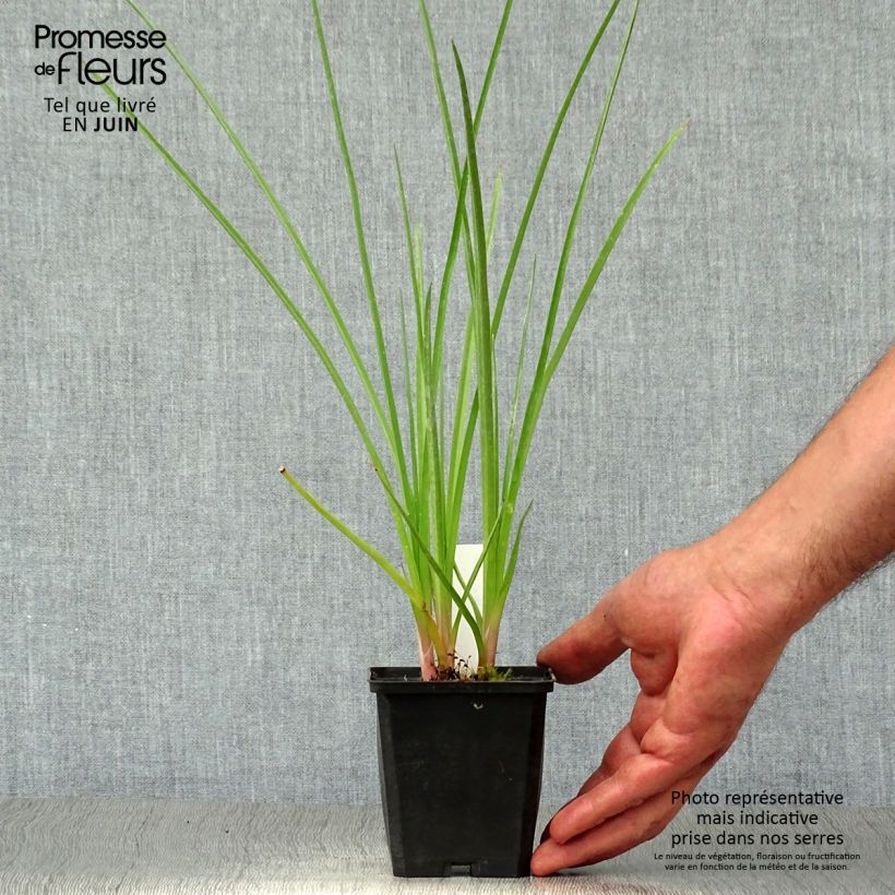 Ejemplar de Kniphofia Royal Standard Maceta de 8/9 cm entregado en verano
