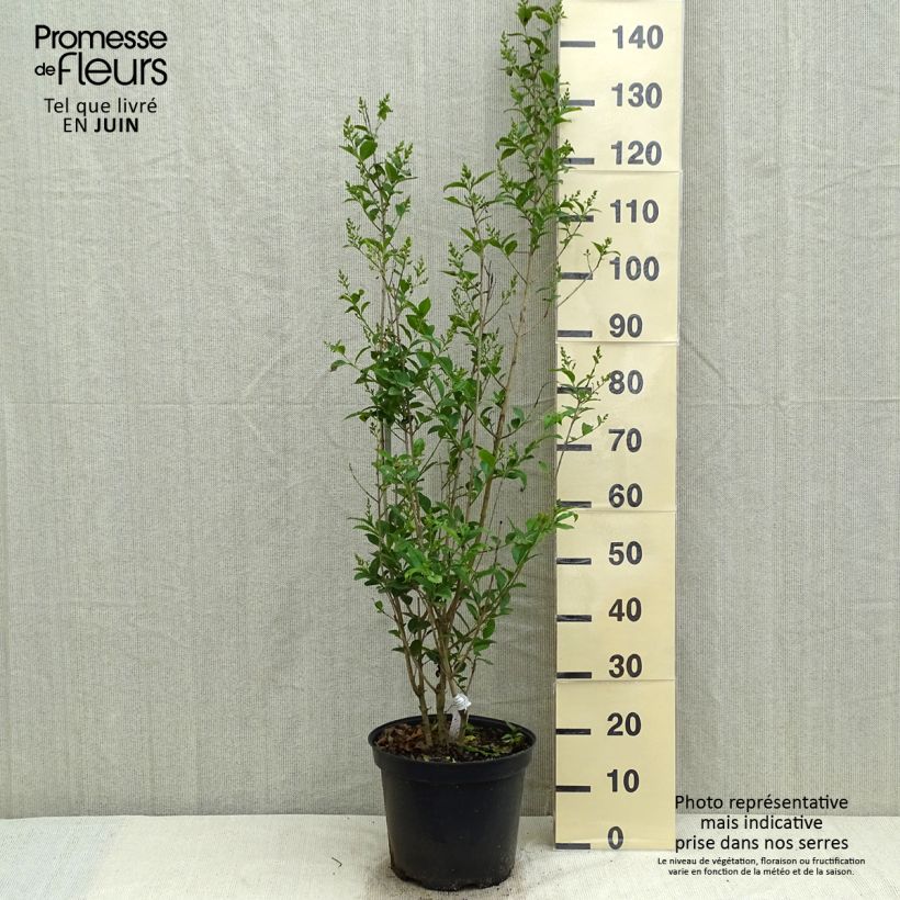 Ligustrum ovalifolium - Aligustre de California Maceta 7,5L/10L Ejemplar entregado en la primavera