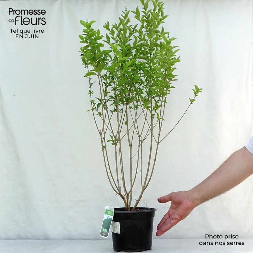 Ejemplar de Ligustrum ovalifolium - Aligustre de California Maceta 2L/3L entregado en verano