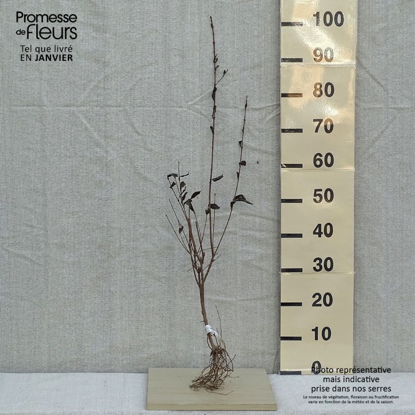 Ligustrum ovalifolium - Aligustre de California Raíces desnudas Ejemplar entregado en invierno