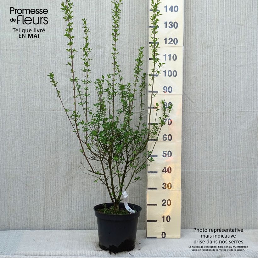 Ligustrum vulgare Atrovirens - Aligustre común Maceta 7,5L/10L Ejemplar entregado en la primavera