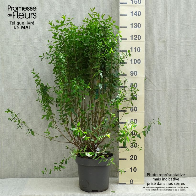 Ligustrum vulgare Atrovirens - Aligustre común Maceta 12L/15L Ejemplar entregado en la primavera