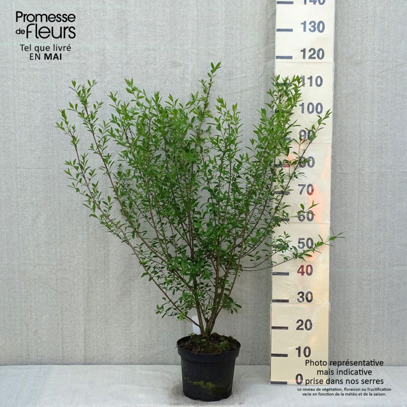 Ligustrum vulgare Atrovirens - Aligustre común Maceta 4L/5L Ejemplar entregado en la primavera