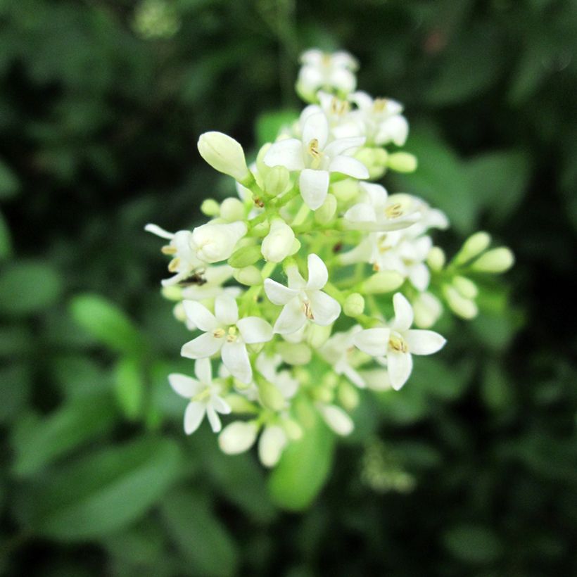 Ligustrum vulgare - Aligustre común (Floración)