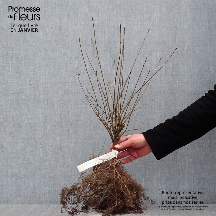 Ligustrum vulgare Lodense - Aligustre común Raíces desnudas Ejemplar entregado en invierno