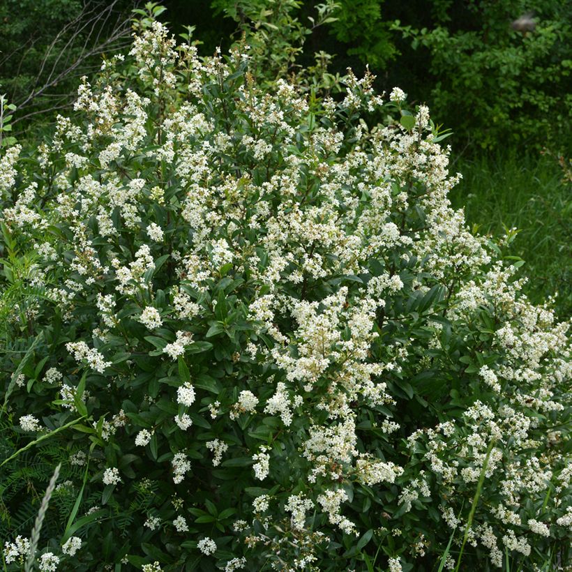 Ligustrum vulgare - Aligustre común (Porte)