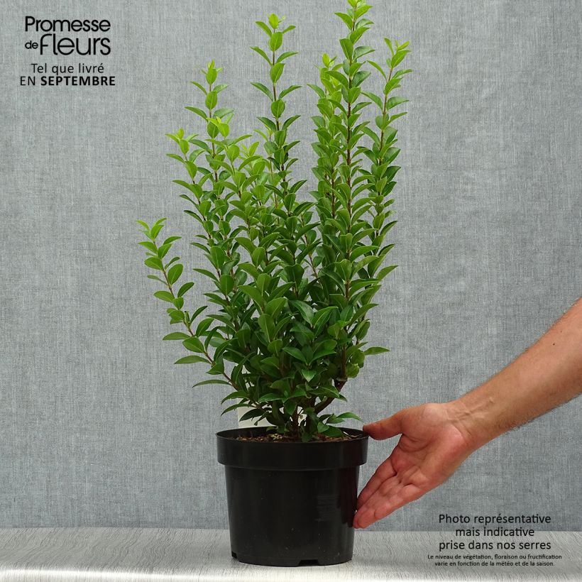 Ejemplar de Ligustrum ovalifolium Green Diamond - Aligustre de California Maceta 2L/3L entregado en otoño