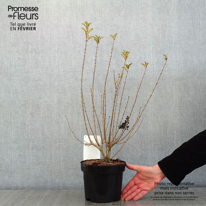 Ligustrum ovalifolium Green Diamond - Aligustre de California Maceta 2L/3L Ejemplar entregado en invierno