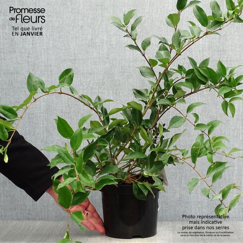 Ligustrum lucidum - Aligustre de China Maceta 2L/3L Ejemplar entregado en invierno