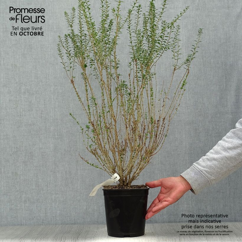 Ejemplar de Ligustrina Eugene Clive - Ligustrum sinense Maceta 4L/5L entregado en otoño