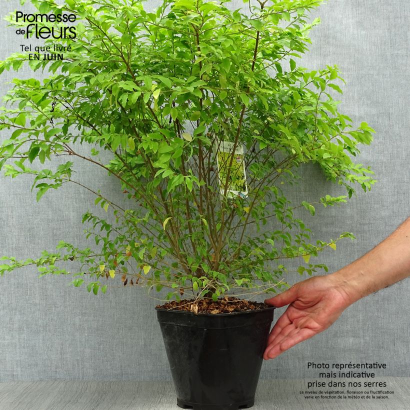 Ejemplar de Aligustre Sunshine - Ligustrum sinense Maceta 4L/5L entregado en verano