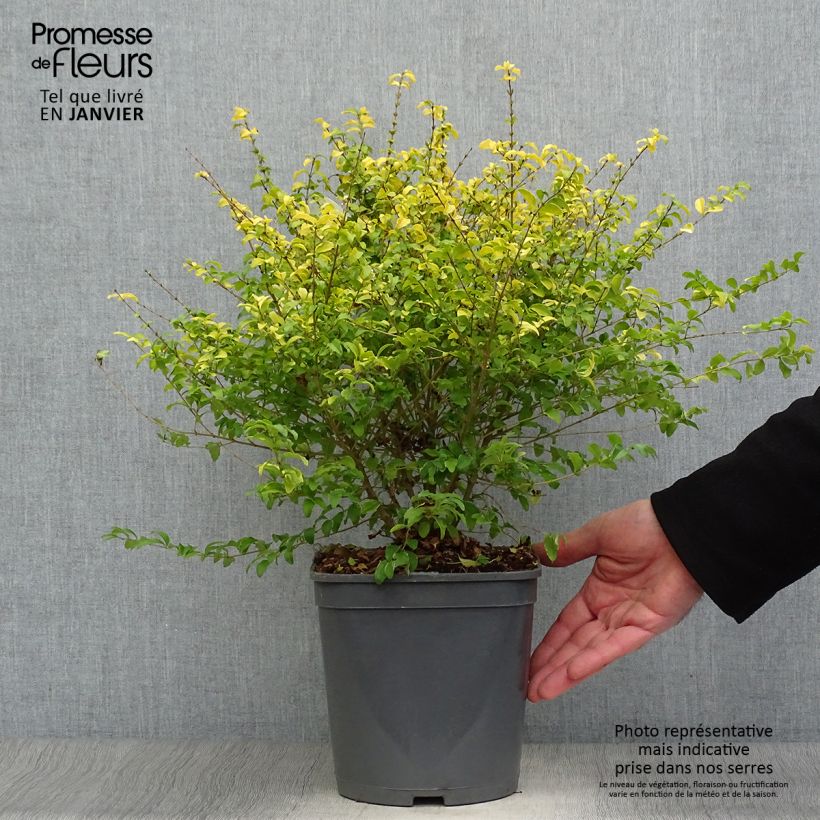 Aligustre Sunshine - Ligustrum sinense Maceta 4L/5L Ejemplar entregado en invierno