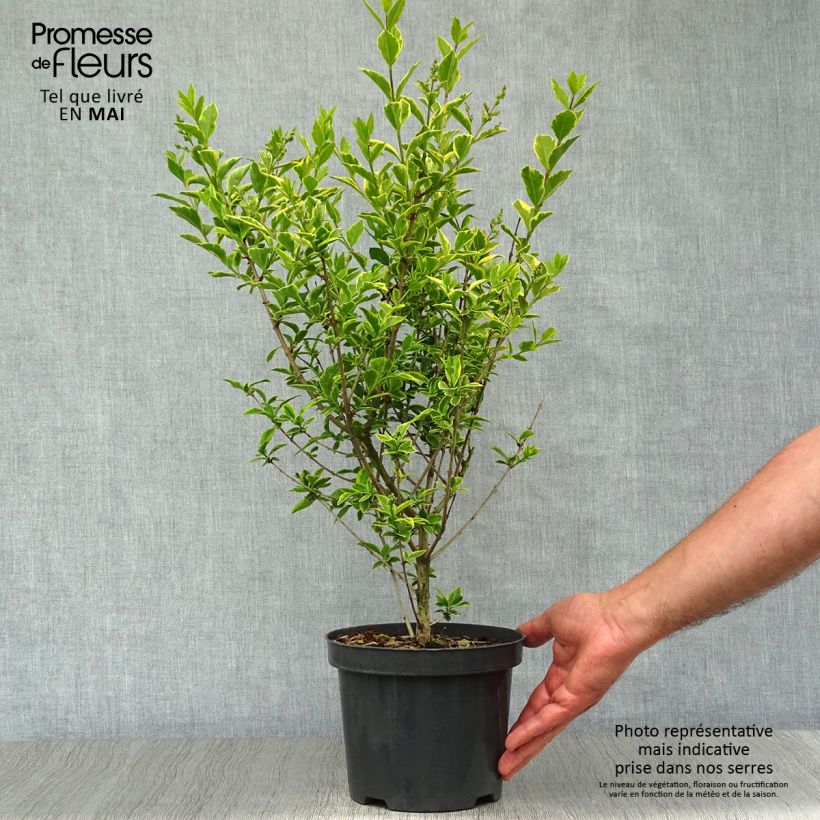 Ligustrum ovalifolium Aureum - Aligustre de California Maceta 2L/3L Ejemplar entregado en la primavera