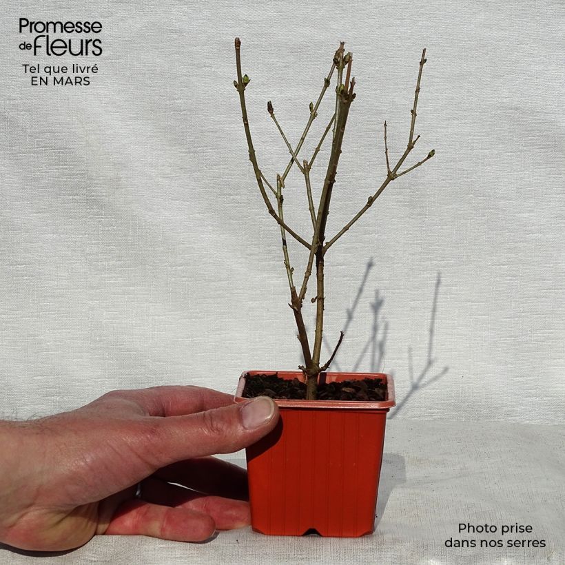 Ligustrum ovalifolium Aureum - Aligustre de California Maceta de 8/9 cm Ejemplar entregado en la primavera