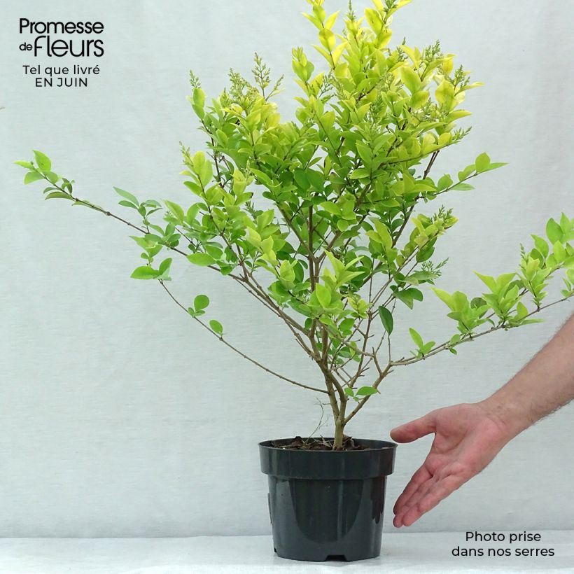 Ejemplar de Ligustrum vicaryi - Aligustre Maceta 2L/3L entregado en verano