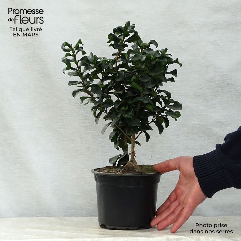 Aligustre del Japón Rotundifolium - Ligustrum japonicum Maceta 2L/3L Ejemplar entregado en la primavera