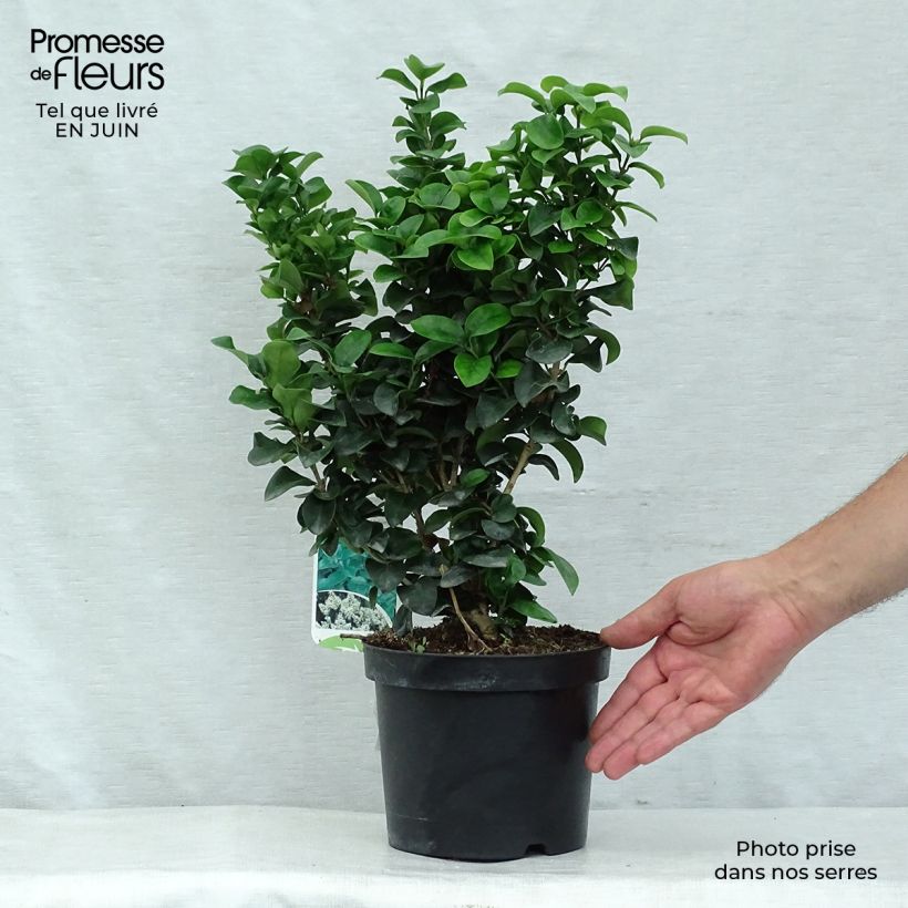 Ejemplar de Aligustre del Japón Rotundifolium - Ligustrum japonicum Maceta 2L/3L entregado en verano