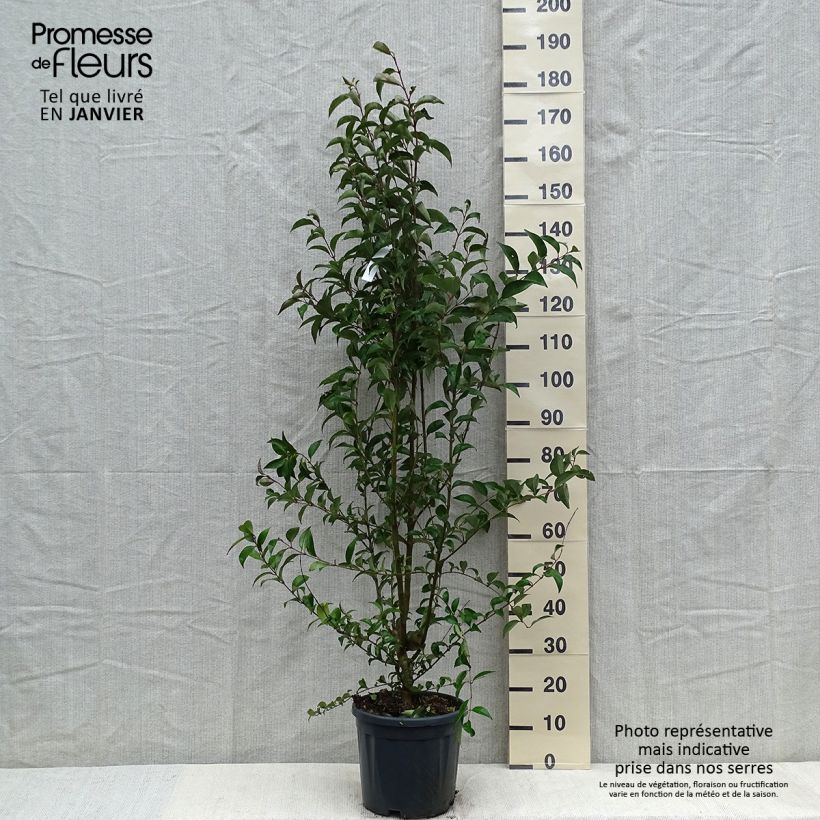 Aligustre del Japon - Ligustrum japonicum Maceta 7,5L/10L Ejemplar entregado en invierno