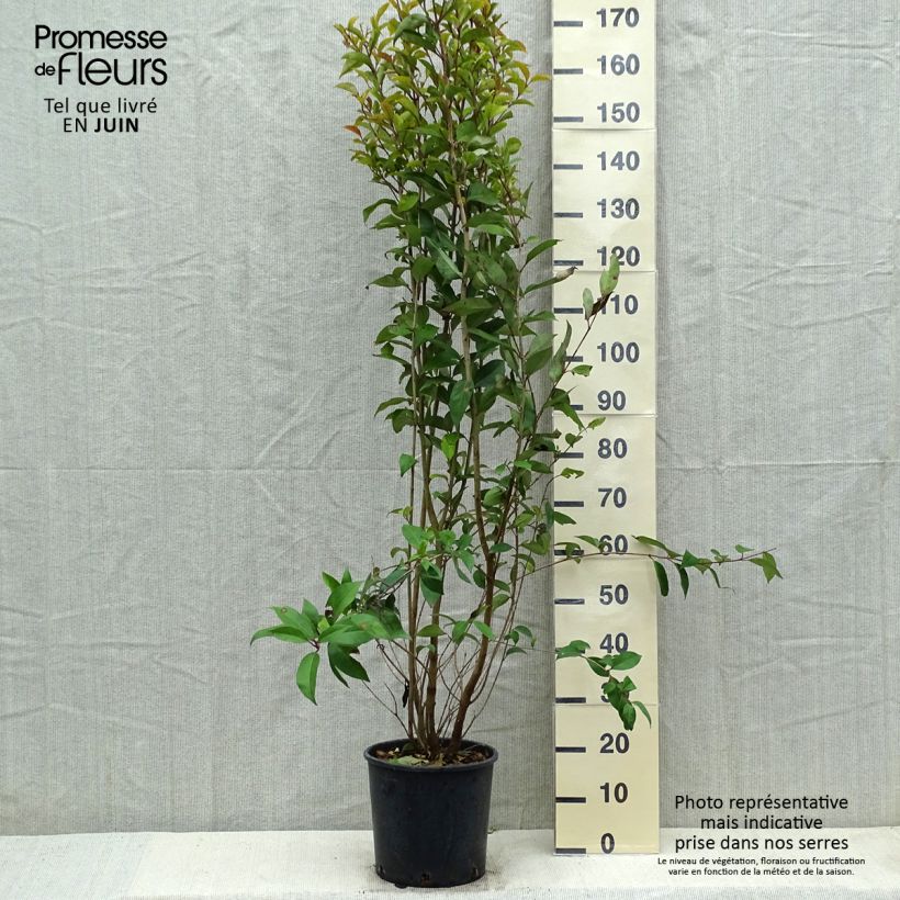 Aligustre del Japon - Ligustrum japonicum Maceta 7,5L/10L Ejemplar entregado en la primavera