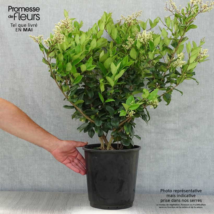 Aligustre del Japón Texanum - Ligustrum japonicum Maceta 7,5L/10L Ejemplar entregado en la primavera
