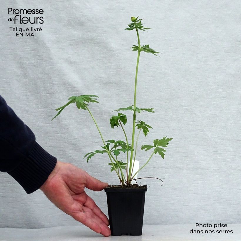 Trollius chinensis Golden Queen - Calderones Maceta de 8/9 cm Ejemplar entregado en la primavera