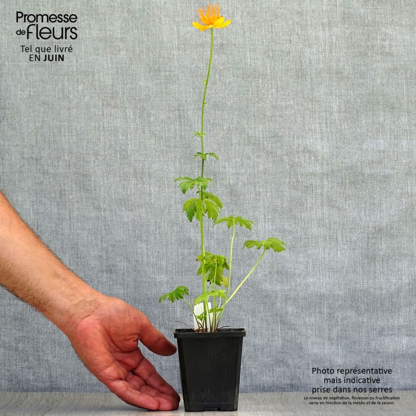 Ejemplar de Trollius chinensis Golden Queen - Calderones Maceta de 8/9 cm entregado en verano