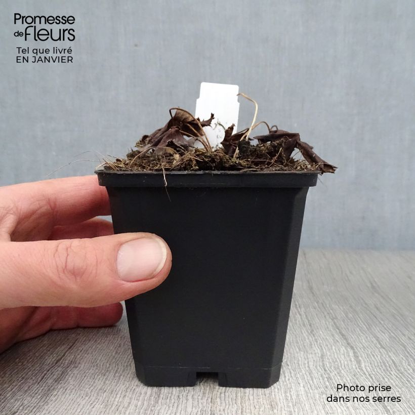 Trollius chinensis Golden Queen - Calderones Maceta de 8/9 cm Ejemplar entregado en invierno