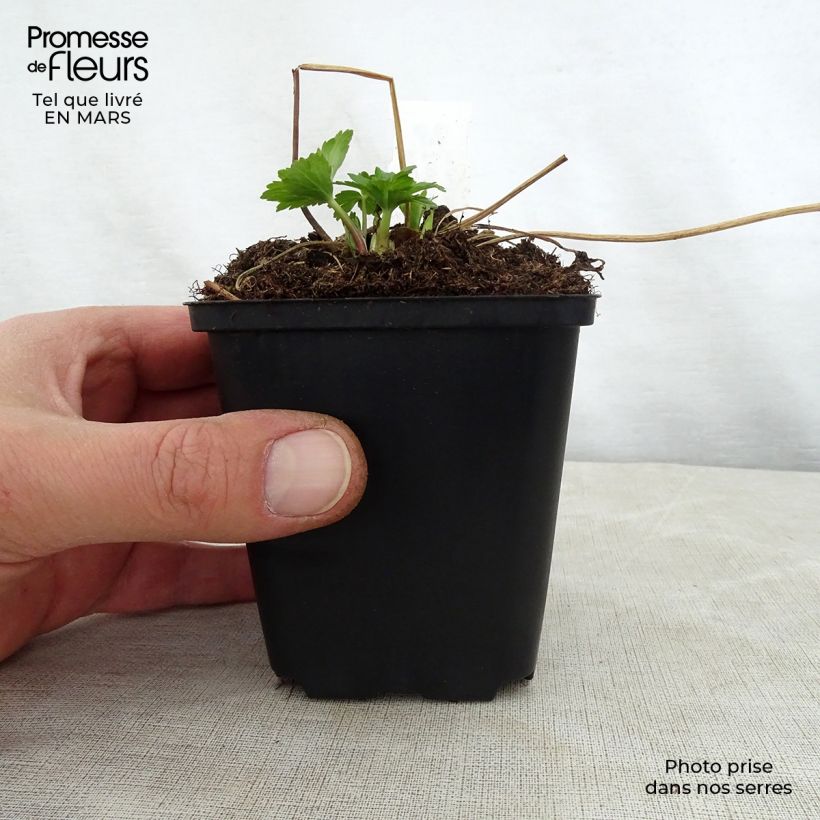 Trollius Cheddar - Calderones Maceta de 8/9 cm Ejemplar entregado en la primavera