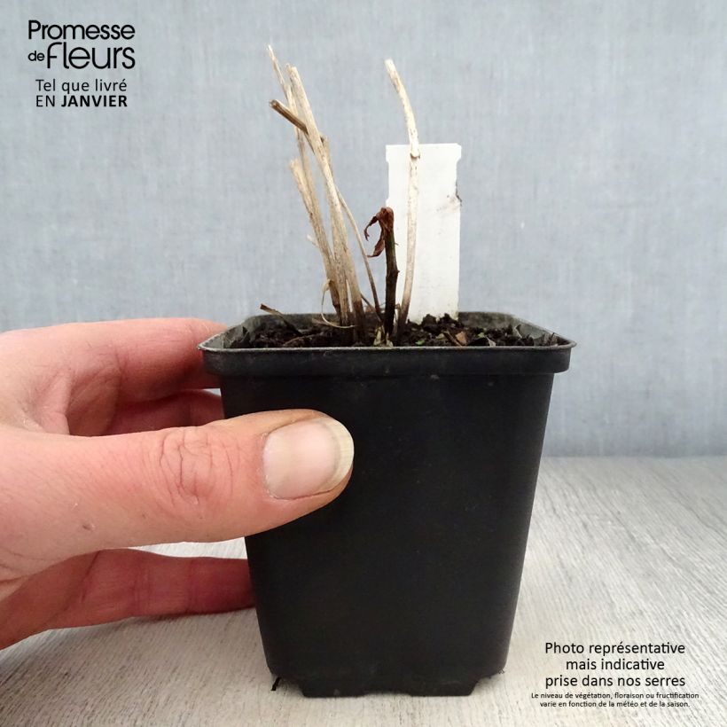 Trollius Cheddar - Calderones Maceta de 8/9 cm Ejemplar entregado en invierno