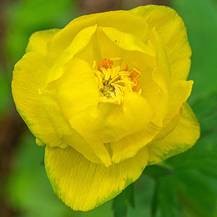 Trollius europaeus Lemon Supreme - Calderones (Floración)