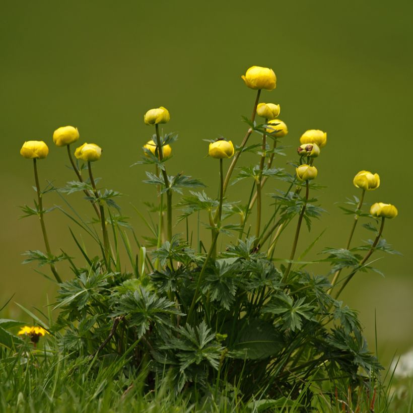 Trollius europaeus Lemon Supreme - Calderones (Porte)