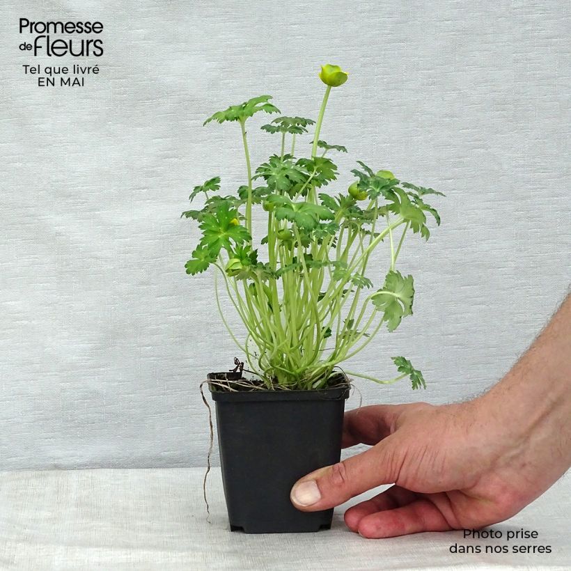 Trollius pumilus Maceta de 8/9 cm Ejemplar entregado en la primavera