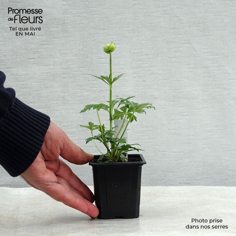 Trollius Alabaster - Calderones Maceta de 8/9 cm Ejemplar entregado en la primavera