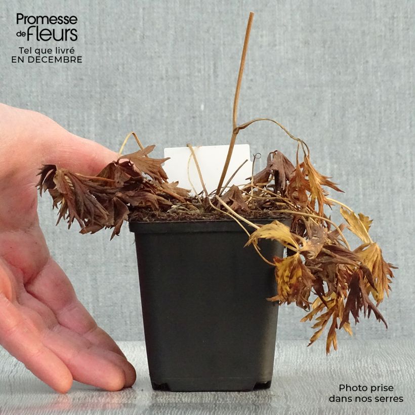 Trollius Alabaster - Calderones Maceta de 8/9 cm Ejemplar entregado en invierno