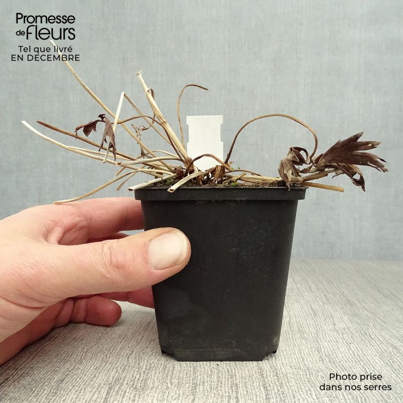 Trollius Lemon Queen - Calderones Maceta de 8/9 cm Ejemplar entregado en invierno