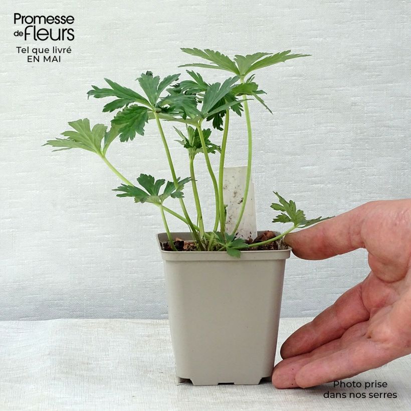 Trollius Lemon Queen - Calderones Maceta de 8/9 cm Ejemplar entregado en la primavera