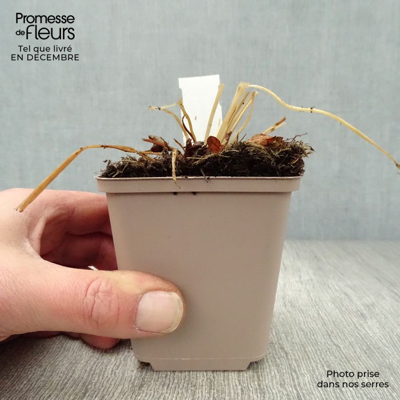 Trollius europaeus - Calderones Maceta de 8/9 cm Ejemplar entregado en invierno