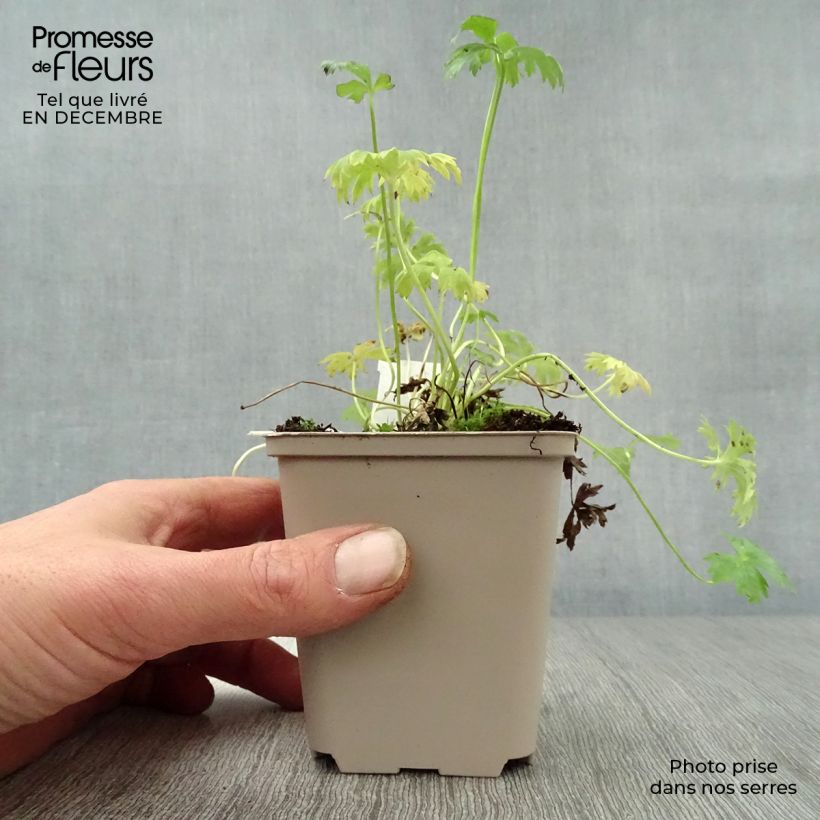 Trollius pumilus Maceta de 8/9 cm Ejemplar entregado en invierno