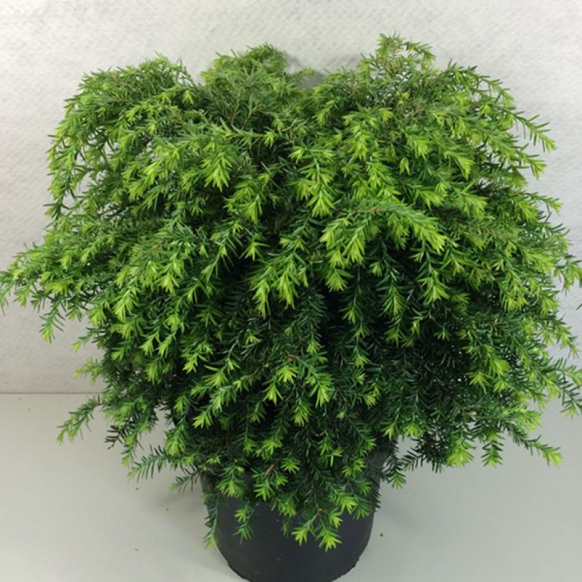 Tsuga canadensis Jeddeloh - Falso abeto del Canadá (Porte)