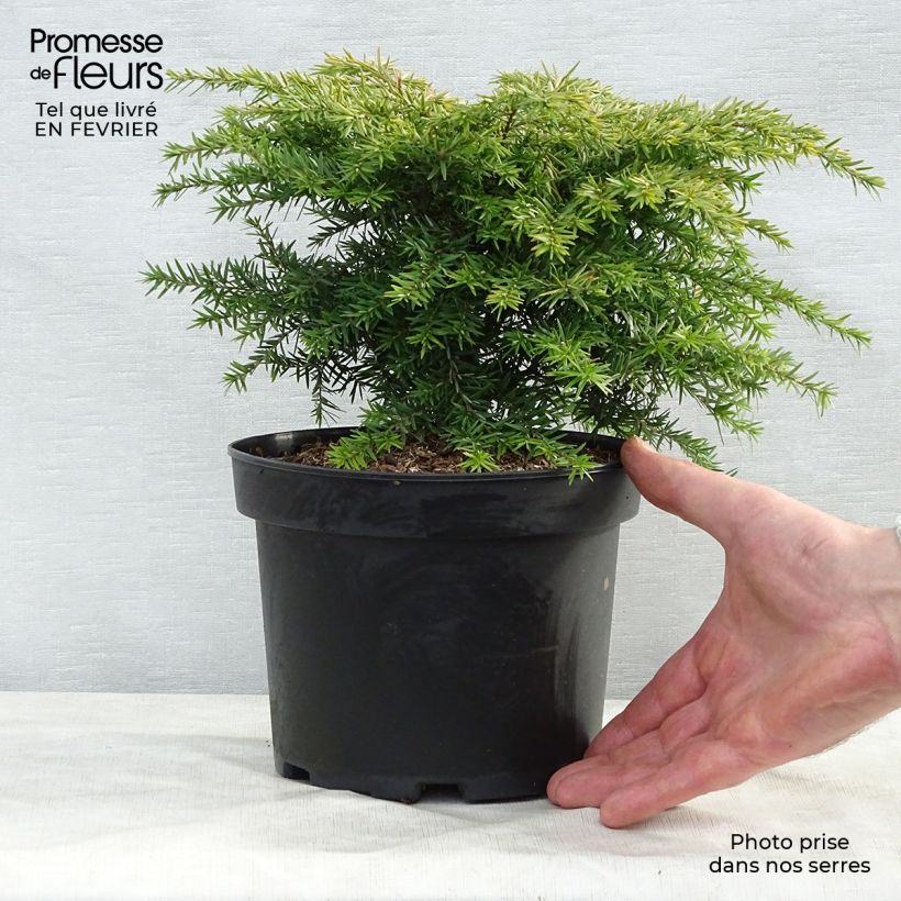 Tsuga canadensis Jeddeloh - Falso abeto del Canadá Maceta 2L/3L Ejemplar entregado en invierno