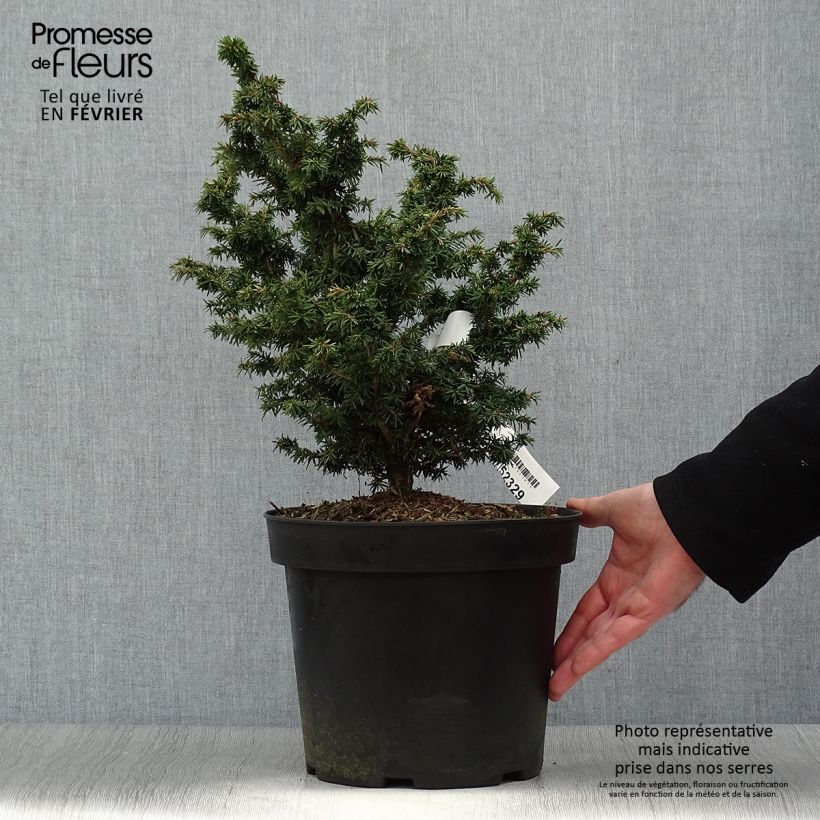 Iris germanica Chateau d Auvers Sur Oise Maceta de 8/9 cm Ejemplar entregado en invierno