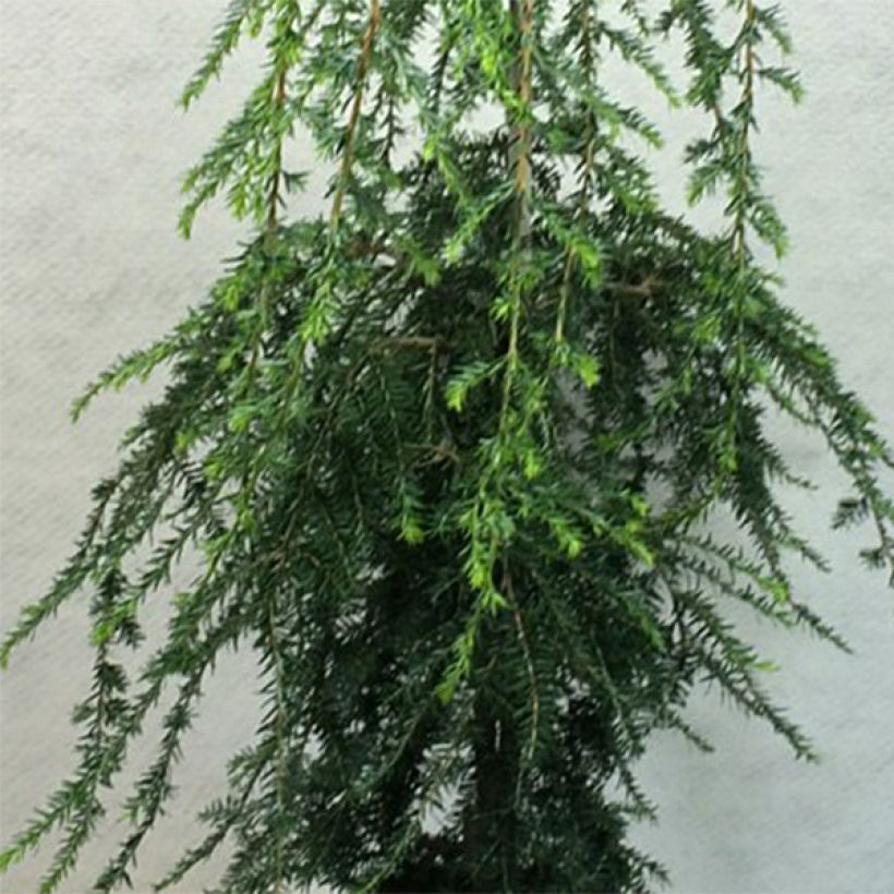 Tsuga canadensis Pendula - Falso abeto del Canadá (Follaje)