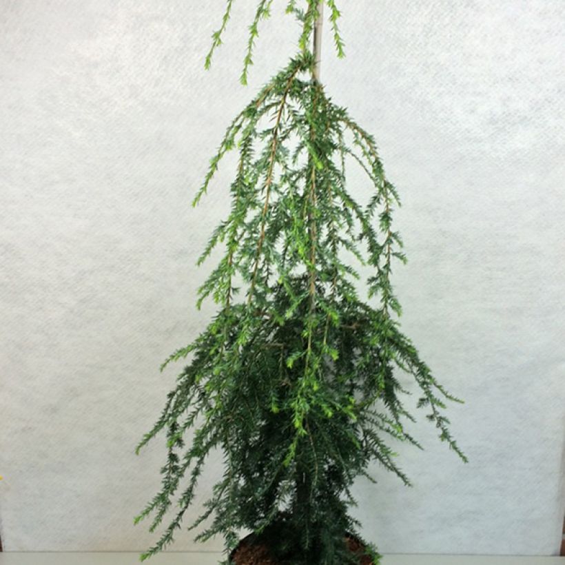Tsuga canadensis Pendula - Falso abeto del Canadá (Porte)
